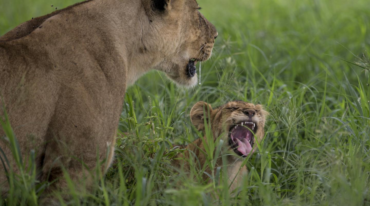 Top 10 Facts About Lions Wwf